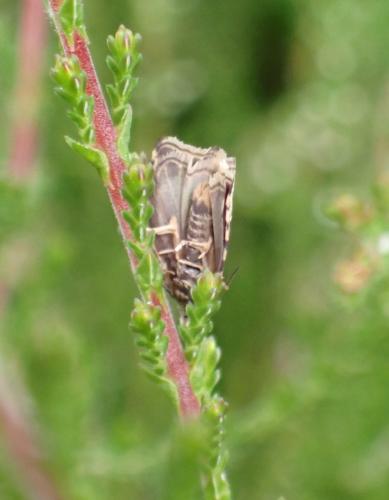 Réf. 288 805 : Celypha lacunana